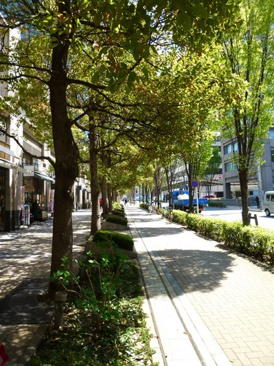ヘーベルハウス東京デザインオフィス街路樹 クスノキ