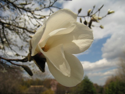 純白のコブシの花